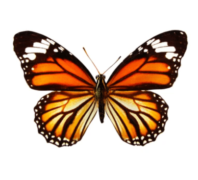 Orange Butterfly