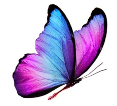 Purple Butterfly