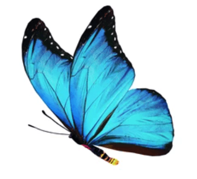 Blue Butterfly